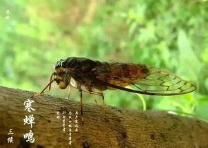 娱乐吃瓜酱知了,知了带你领略娱乐圈新鲜事